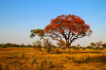 Obraz na płótnie Canvas Baum im Okavango Delta