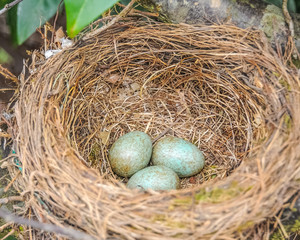 Amseleltern ausgeflogen - Amselnest mit drei frisch gelegten Eiern 