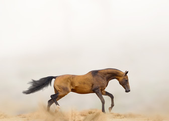 Fototapeta na wymiar Beautiful horse in dust running alone