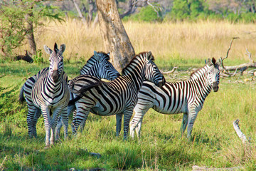 Zebras in der Steppe