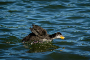 young goose on Rother Valley country park