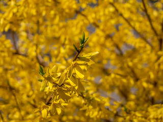 Beautiful yellow flowers forsythia blossom in spring garden with blurred background.