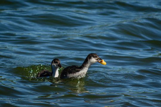 Young Goose On Rother Valley Country Park