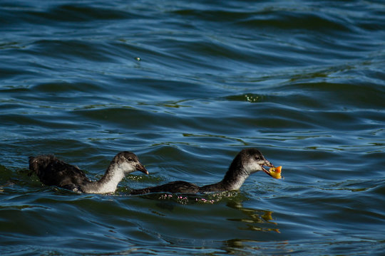 Young Goose On Rother Valley Country Park