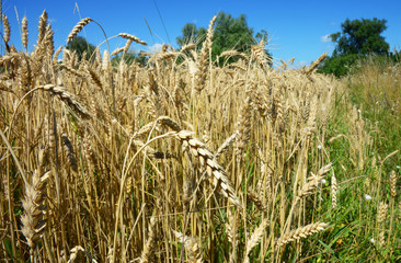 Rye grain harvest on rye field  background.