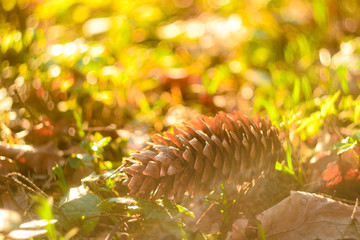 pine cone in sun rays