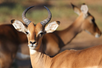 Schwarzfersenantilope / Impala / Aepyceros melampus