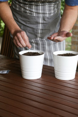 Man seeding herbs, hands seeding seeds into flower pots
