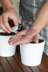 Man seeding herbs, hands seeding seeds into flower pots