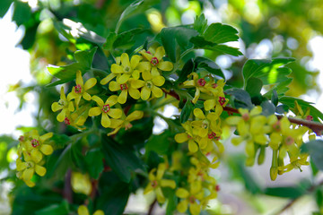 Flowering blackcurrant bush. Branch with yellow flowers in a garden in a sunny spring day. Spring season.Blooming currant in the garden