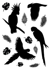 Vector flat black set collection of tropical parrot silhouette flying and sitting with palm leaves isolated on white background 