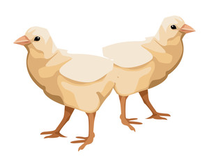 chicks icon cartoon