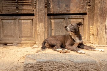 Stray dog with orange color eyes, Bhaktapur, Nepal