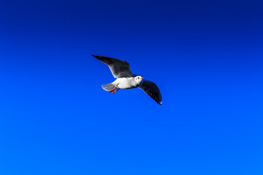M&ouml;we im Vor&uuml;berflug