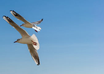 Gulls fly in the sky above the sea.