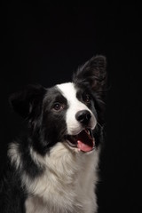 santiago Castro, fotografía de mascotas