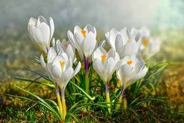 Crocus spring flowers - 263740491