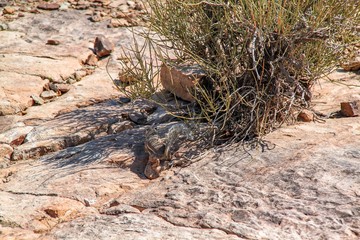Naklejka na ściany i meble Cute gopher in desert. Close up view. Grand Canyon. Beautiful nature background.