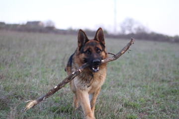 dog shepherd with a stick in his teeth against the background of the field