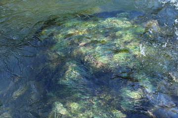 Stein mit Gras bewachsen im Wasser, die Strömung wiegt das Gras, die Wasserspiegelung lässt es glänzen