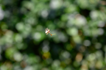 Kirschblüte im Wind