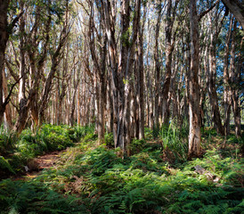 Eucalyptus trees and ferns in Centennial Park in Sydney