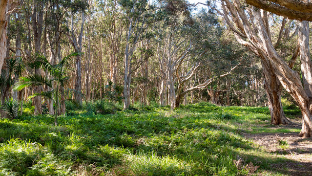 Eucalyptus trees and green undergrowth in Centennial Park in Sydney