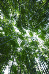  Bamboo forest. No people