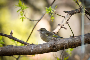 a lot of little funny birds sitting on a branch and looking curiously