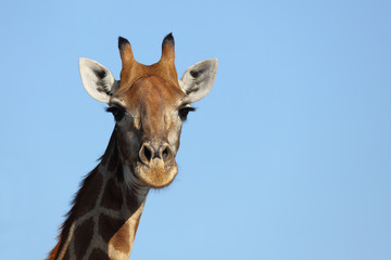 Giraffe / Giraffe / Giraffa Camelopardalis