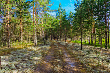 dirt road in the morning pine forest