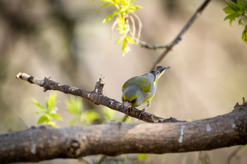 Fototapeta premium a lot of little funny birds sitting on a branch and looking curiously