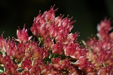 Красный куст