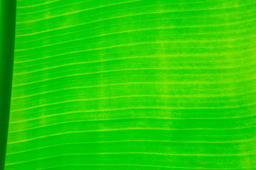 Closeup of banana leaves on banana trees that see the surface of the background texture through the light. Horizontal image