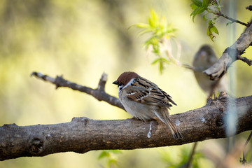 a lot of little funny birds sitting on a branch and looking curiously