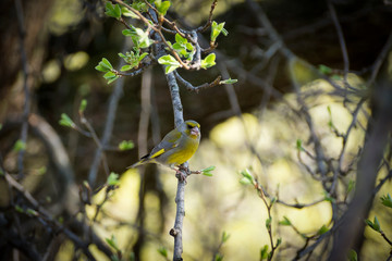 a lot of little funny birds sitting on a branch and looking curiously