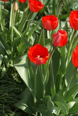 tulipan