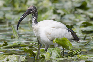 Ibis Sacro