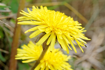 Common dandelion in Sutton Park.