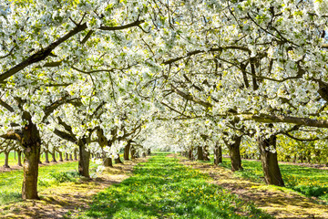 Naklejka premium Cherry tree blossom near Ockstadt