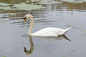 Swan on the lake in Sutton Park.