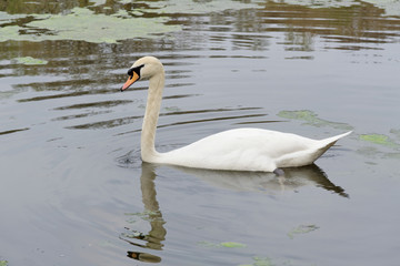 Obraz premium Swan on the lake in Sutton Park.