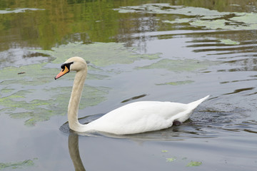Swan on the lake in Sutton Park.