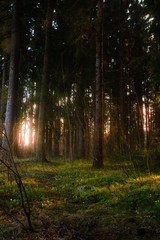 rays of sun in the forest