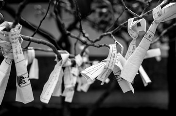 Omikujis. Small roles that predict our fortune and divine the future