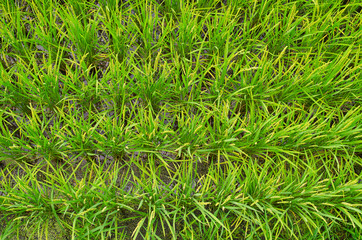 Piece of rice field from above