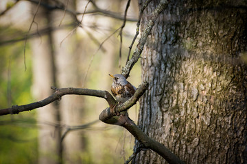 a lot of little funny birds sitting on a branch and looking curiously