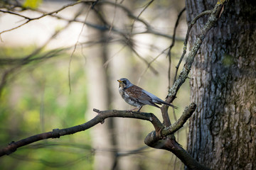a lot of little funny birds sitting on a branch and looking curiously