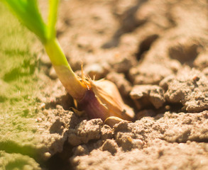 dry field of green onions