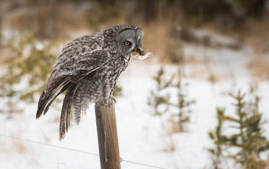 Great grey owl 